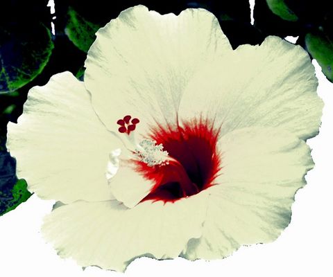 The beauty of a simply white bloom