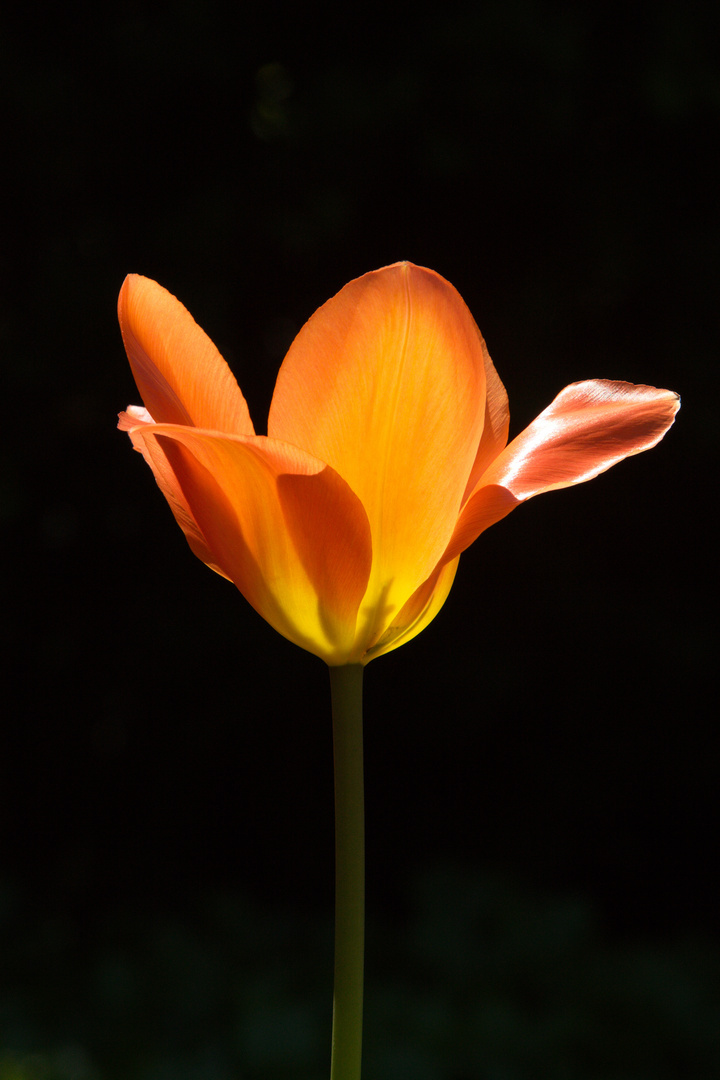 The Beauty of a Tulip