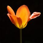 The Beauty of a Tulip