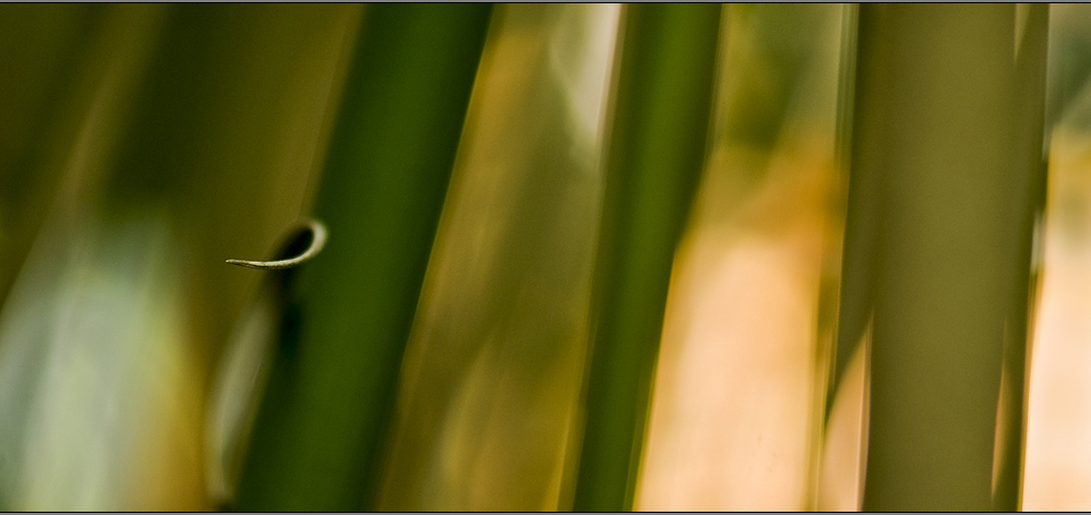 the beauty of bamboo #2