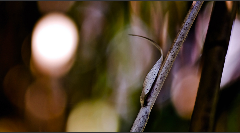 the beauty of bamboo