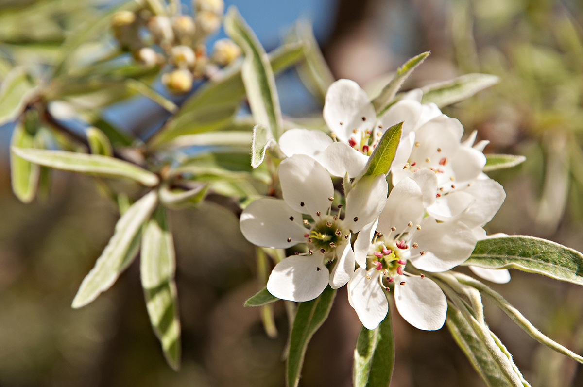 The Beauty Of Blossom