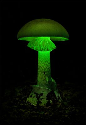 The Beauty of Death.....