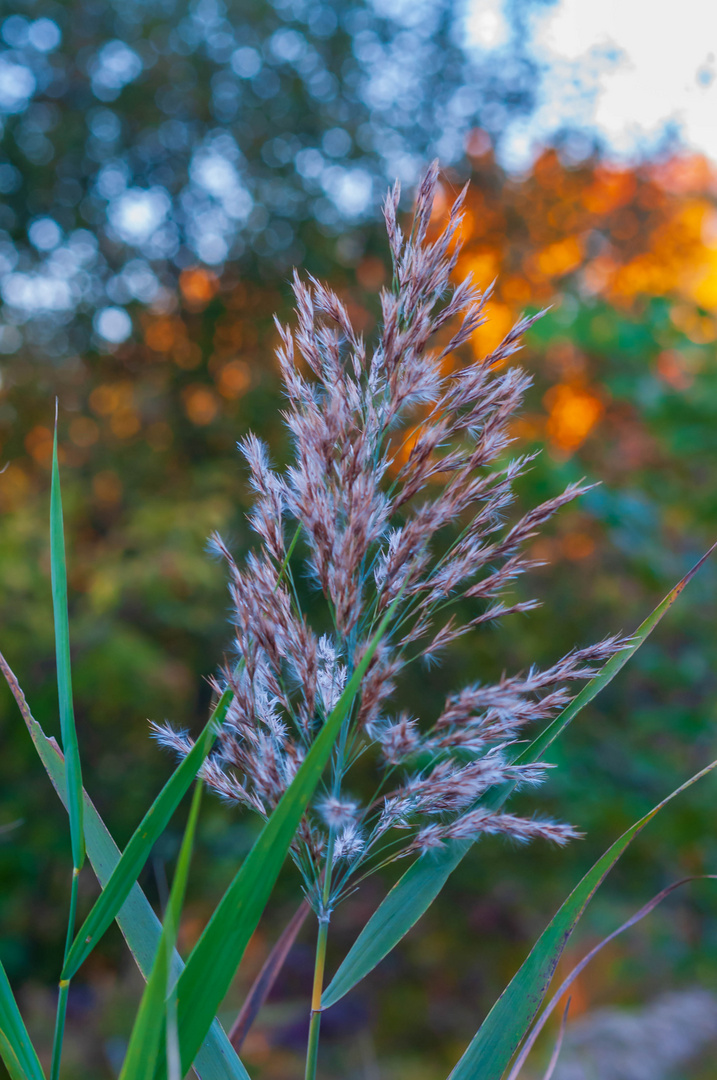 The Beauty of Fall