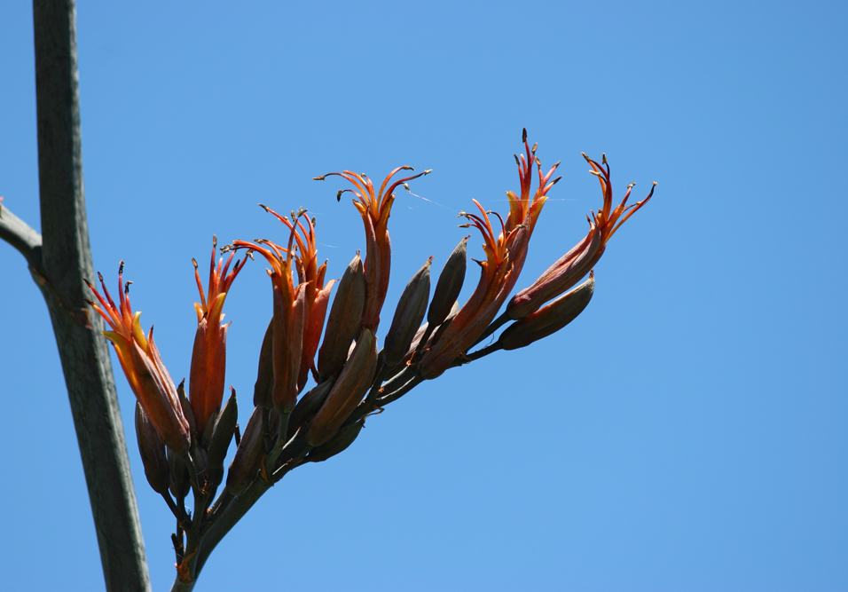 The Beauty of Flax I