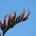 The Beauty of Flax I