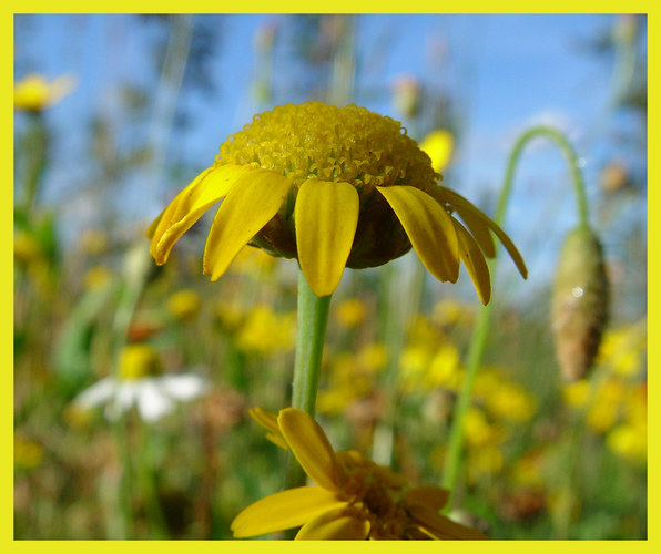 The beauty of flowers...