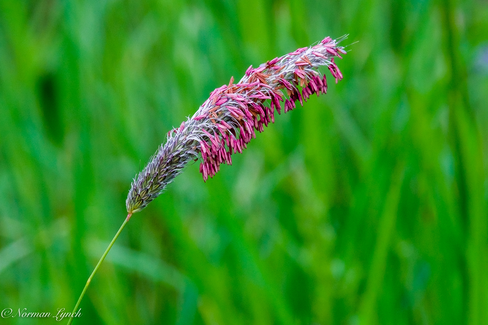 The Beauty of Grasses