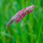 The Beauty of Grasses