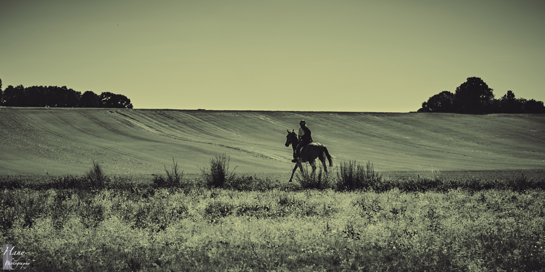 The Beauty of Horse