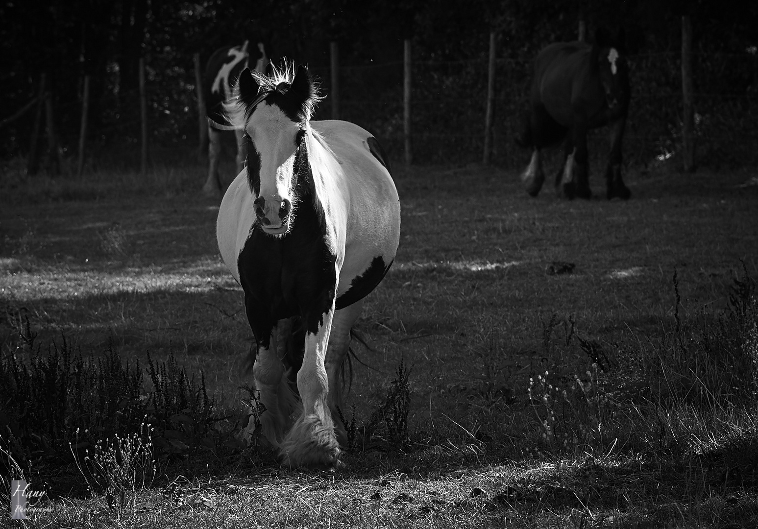 The Beauty of Horse