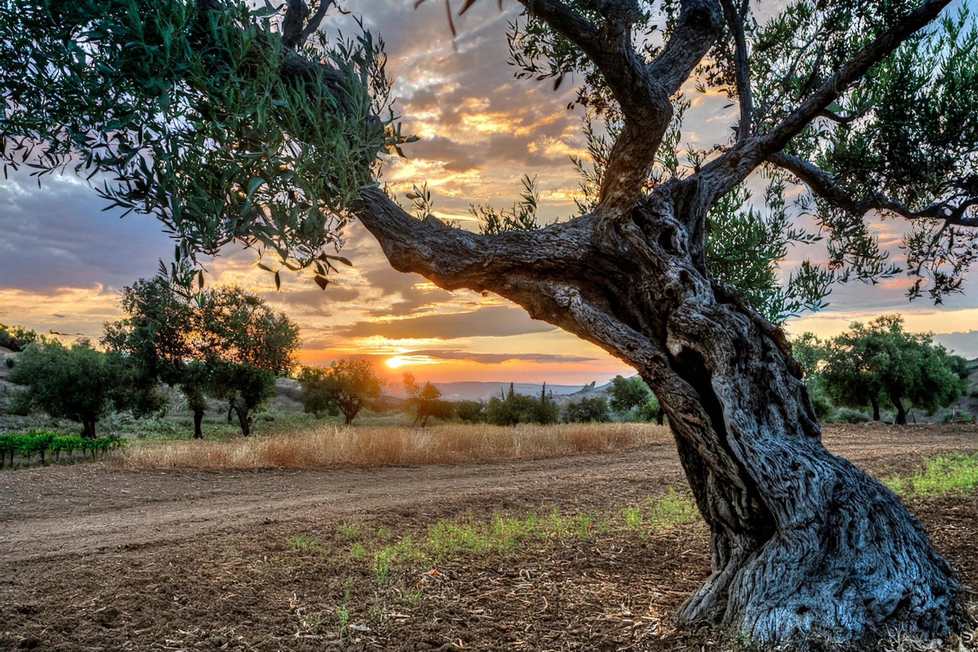 the beauty of nature