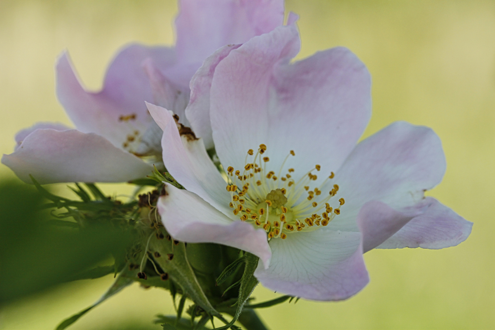 The beauty of roses