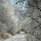 The Beauty of Snow (13)