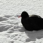 The Beauty of Snow (17) : Coot