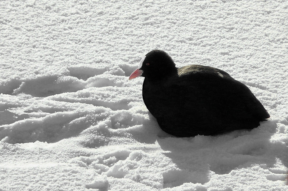 The Beauty of Snow (17) : Coot