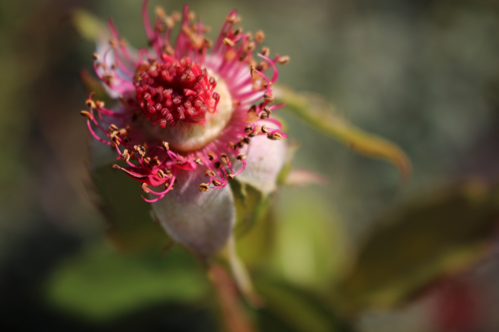 the beauty of the roses: the age of the fall