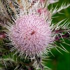 The beauty of Thistle...