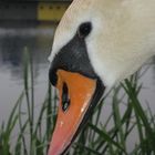 The beauty Swan