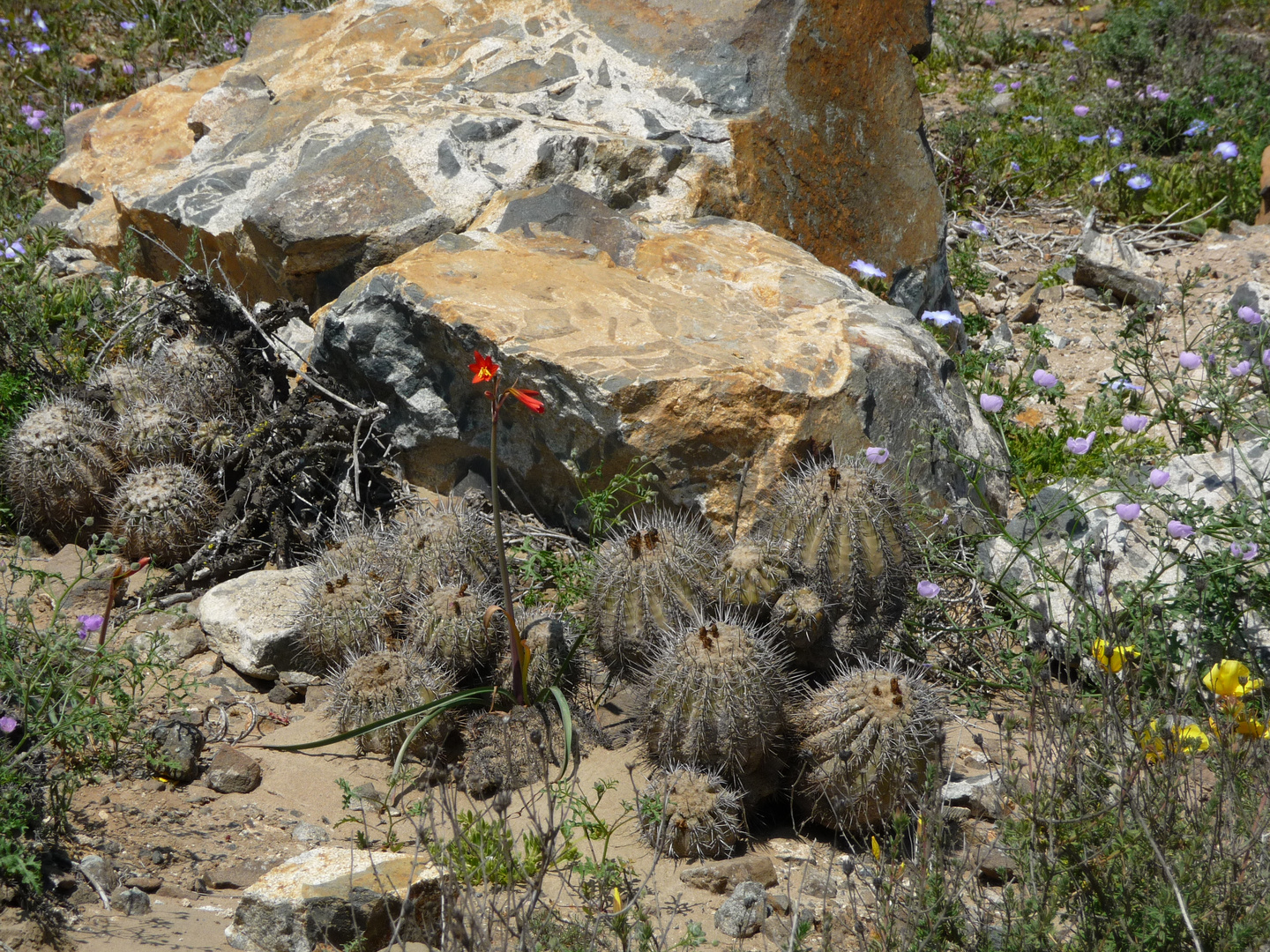 The beauty & the "beast" inchilean desert.