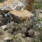 The beauty & the "beast" inchilean desert.