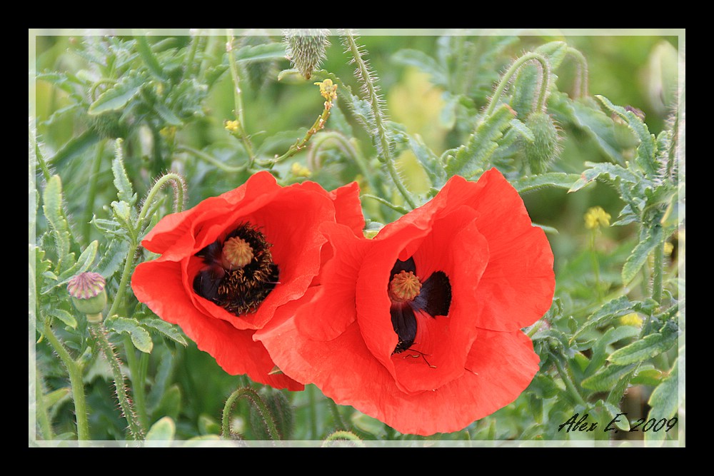 The "beautyfull" flower