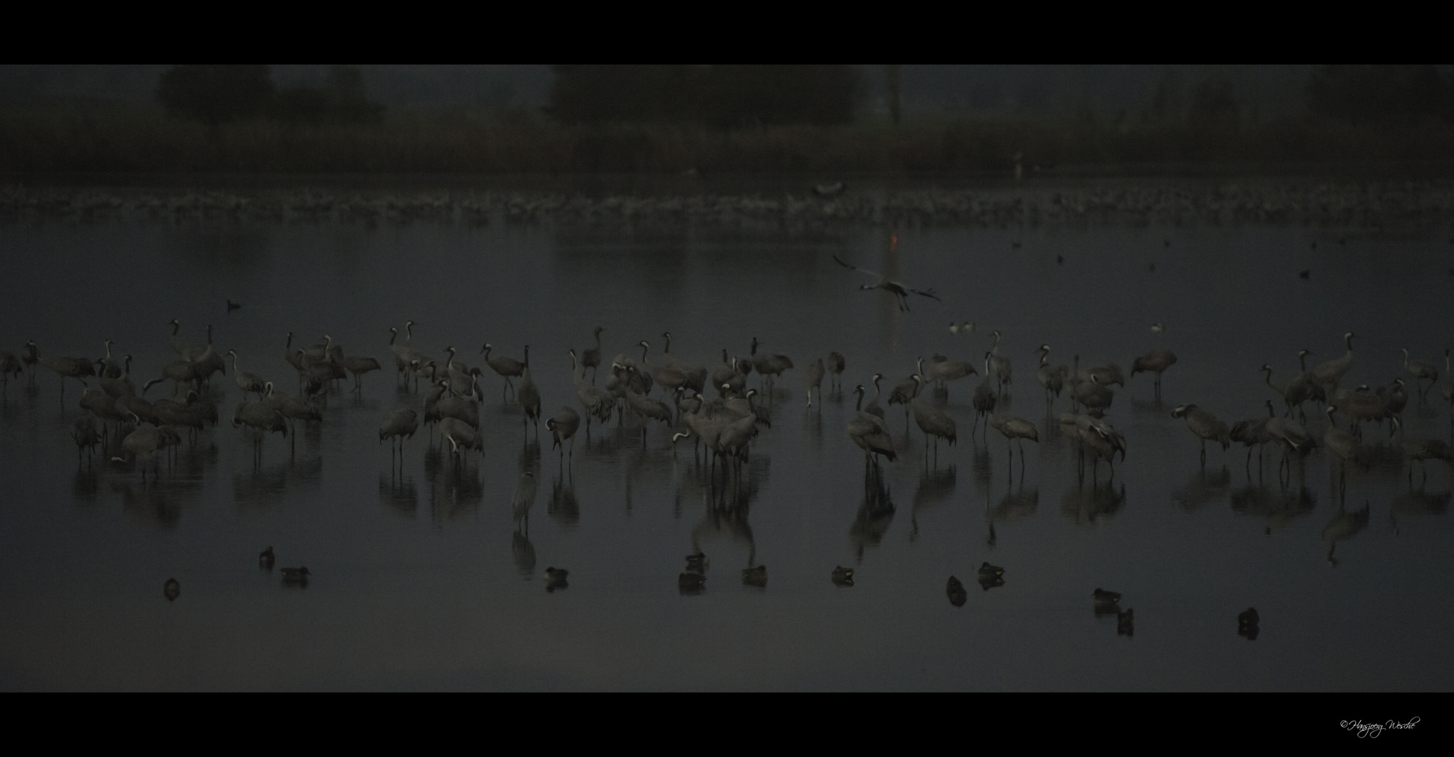 The bedroom of the cranes