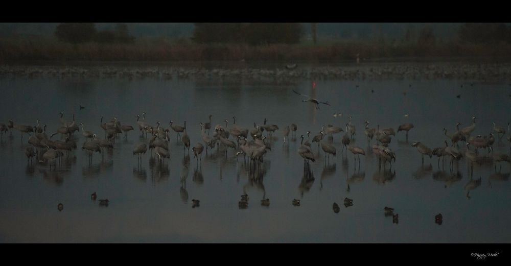 The bedroom of the cranes