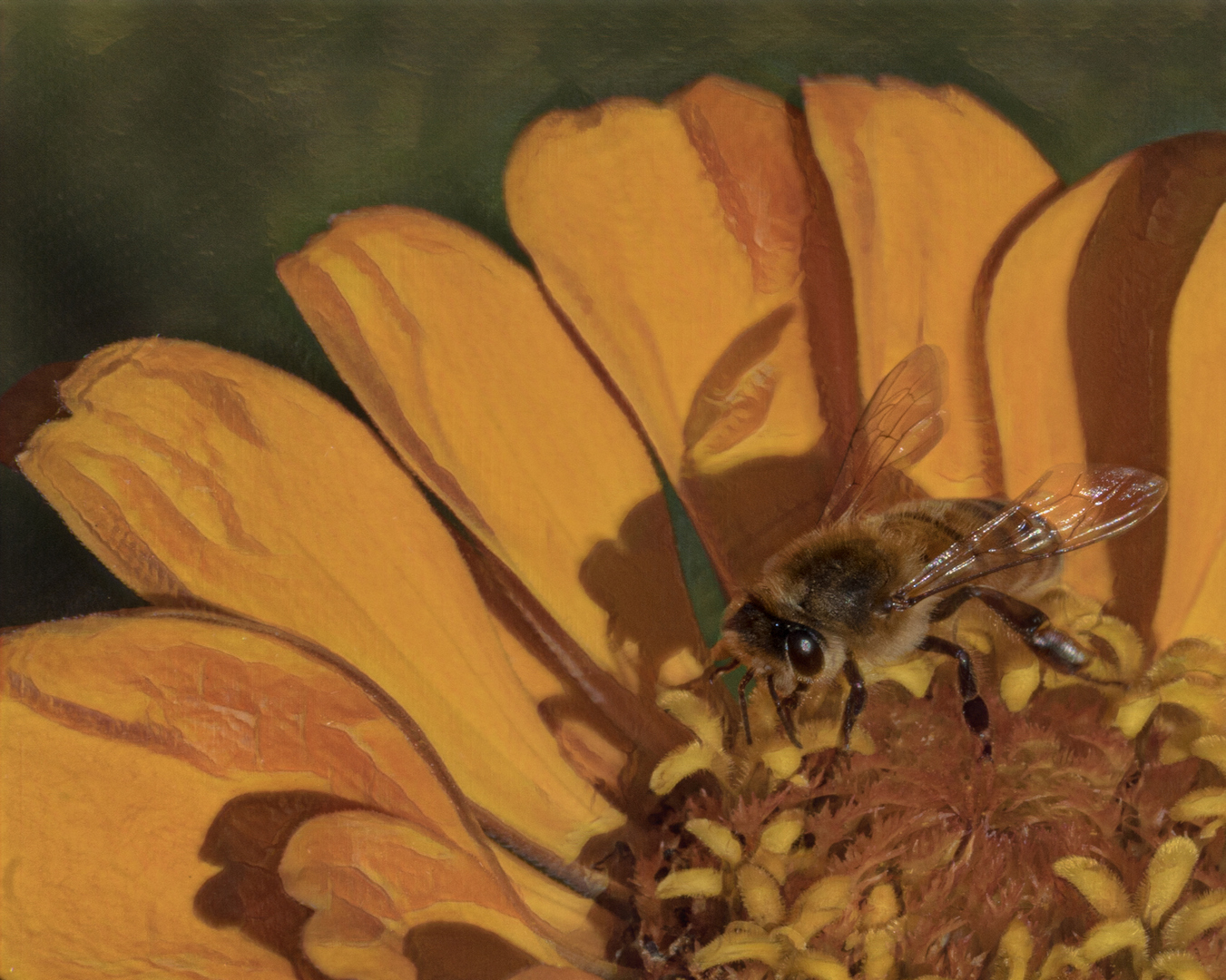 the bee and the shadow