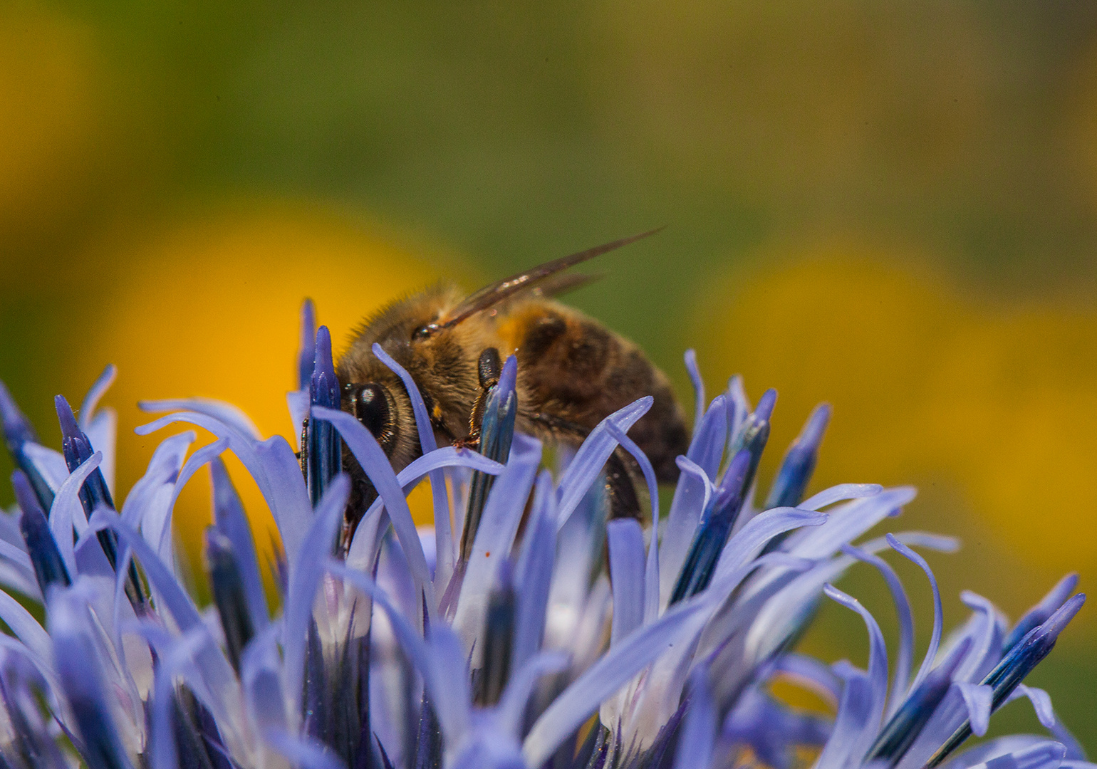 ''The bee did bleed out of the flower garment''  ;) 