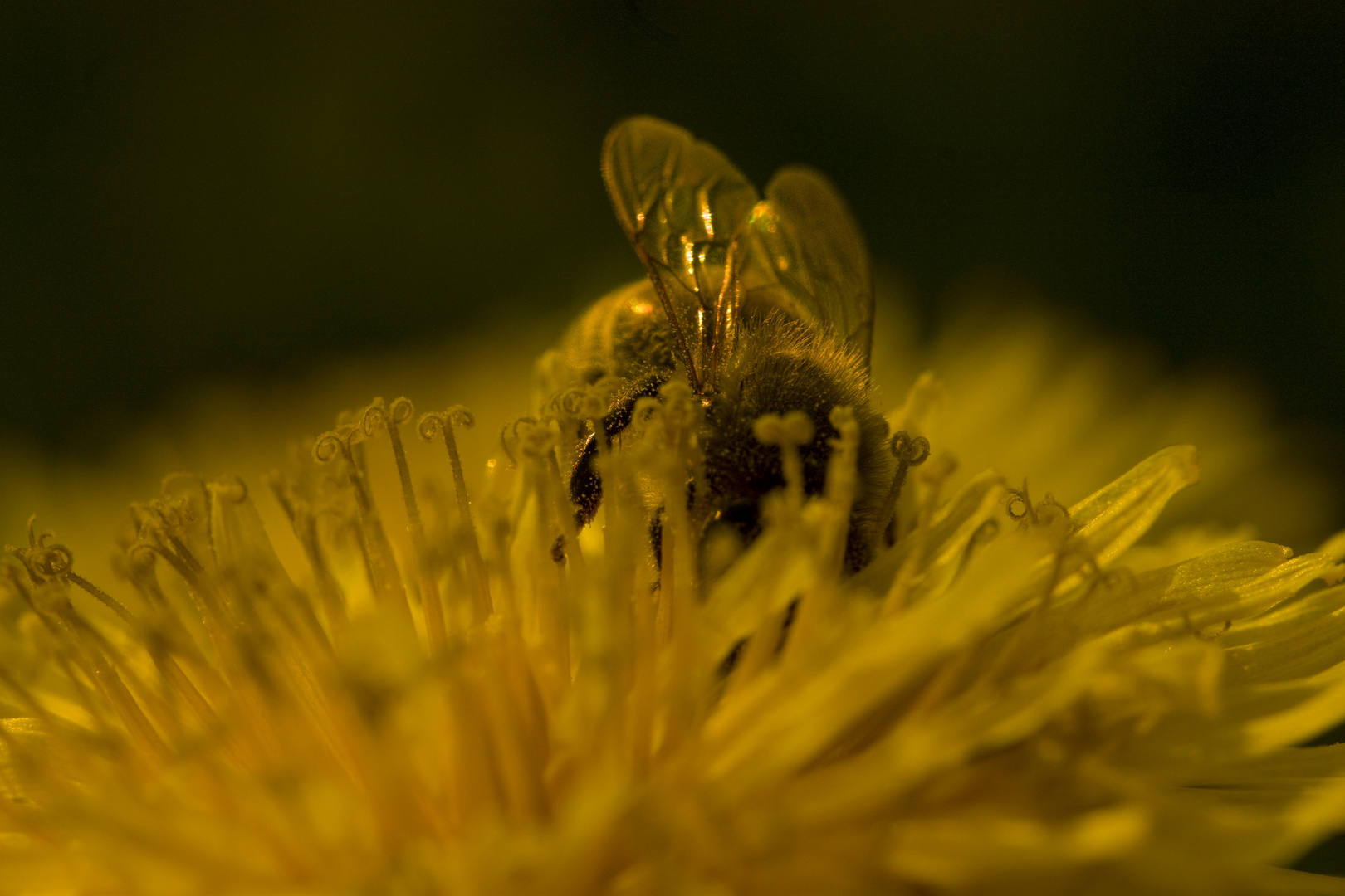 The Bee In The Sun