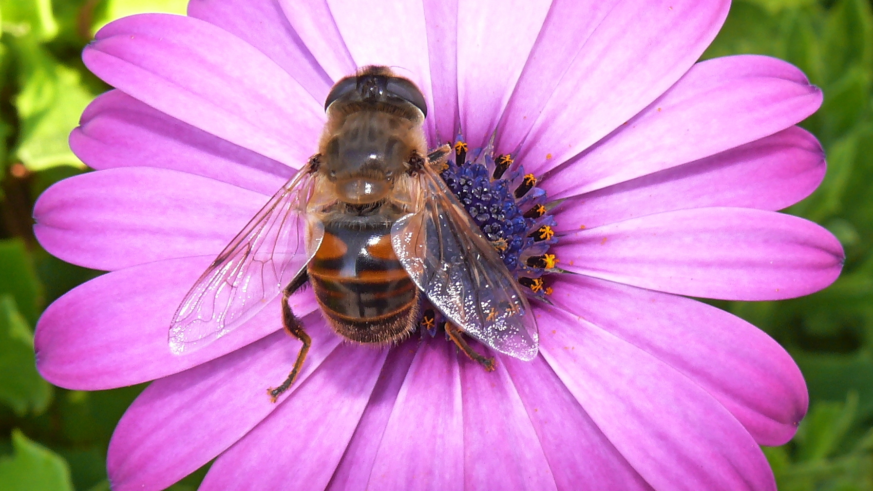 The bee meal