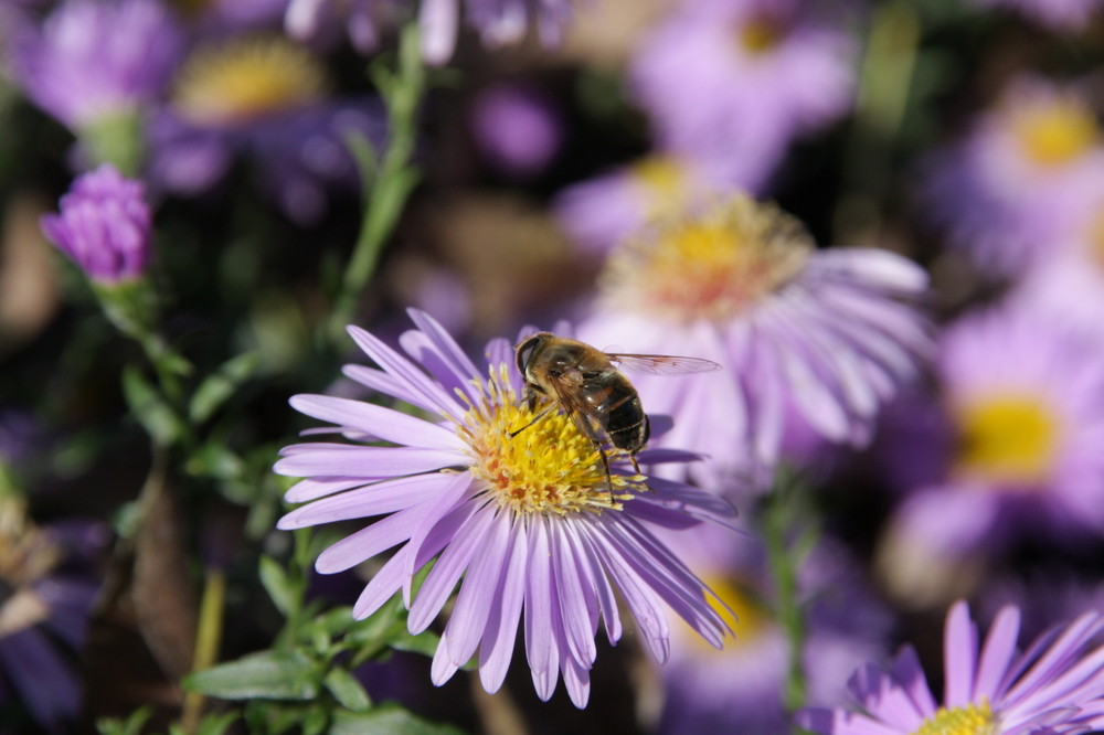 The Bee on the Flower