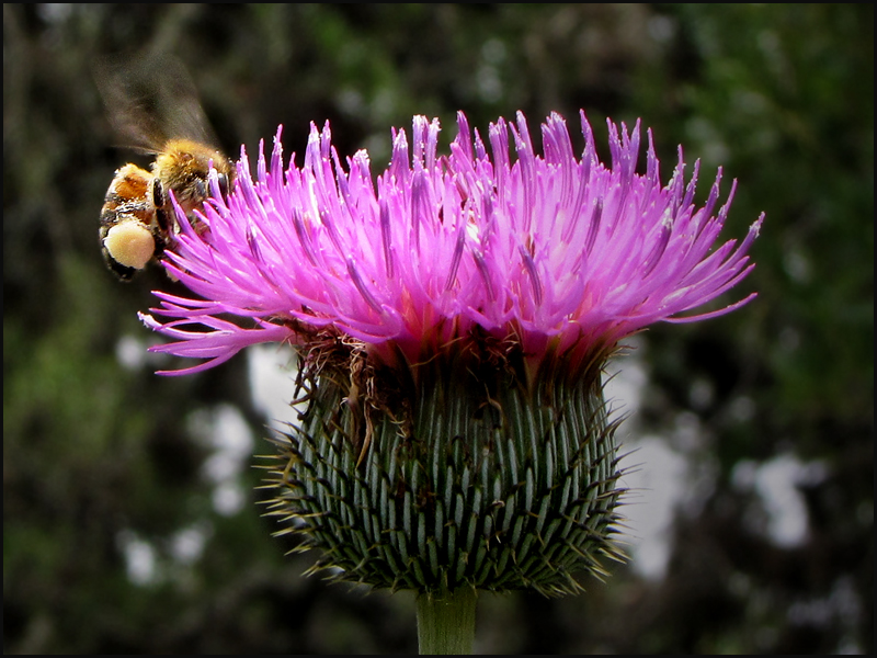 The Bee & The Thistle