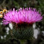 The Bee & The Thistle