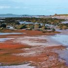 "The Beech at Cleit Kintyre"