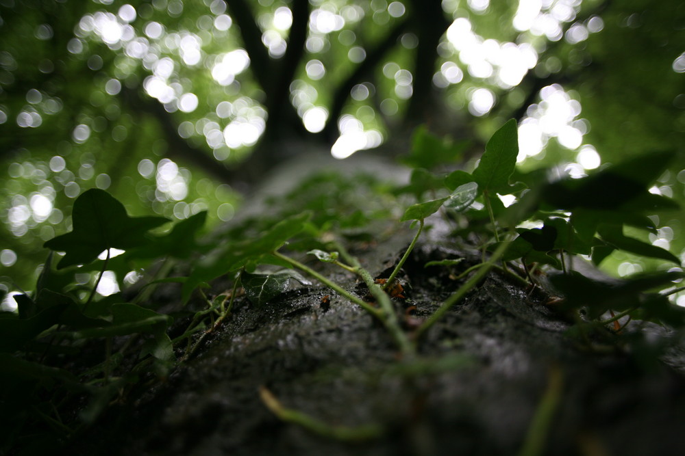 The Beech tree