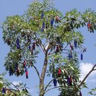 The Beer tree