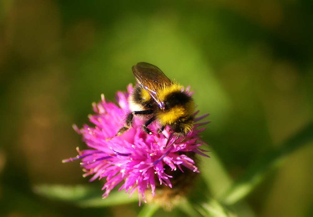 The bee's tea