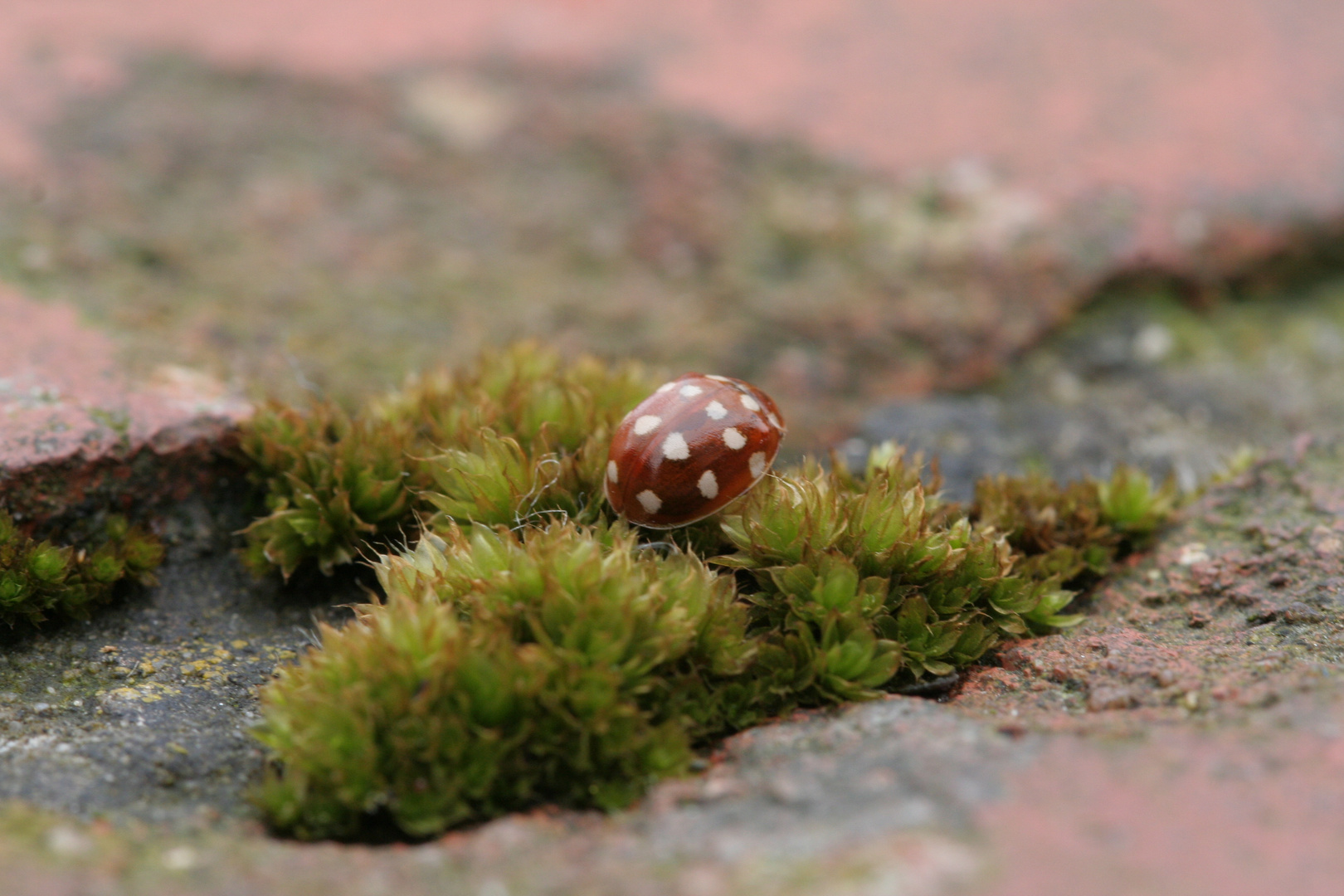 -THE BEETLE MUSHROOM-