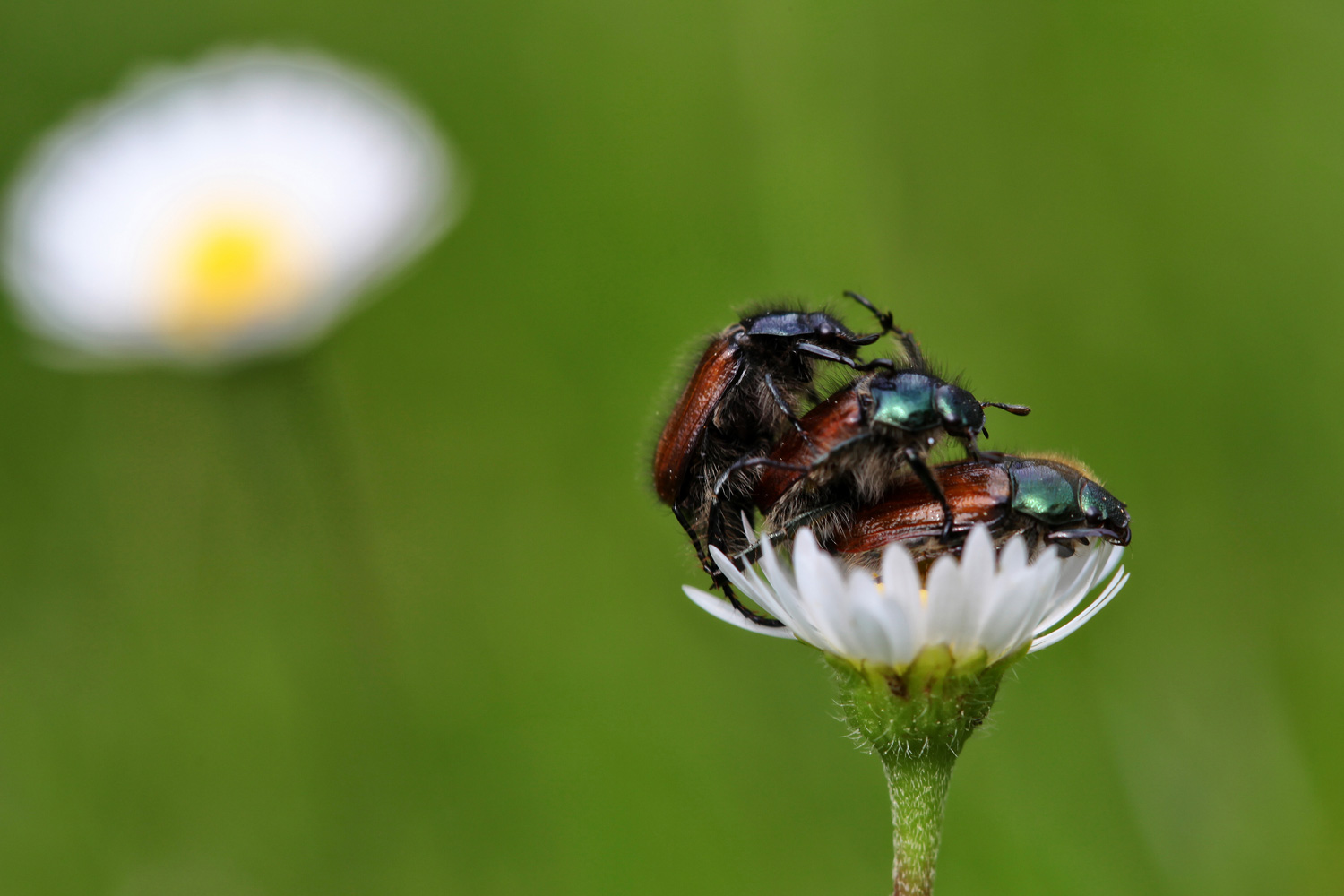 The Beetles