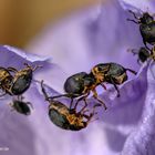 The Beetles 