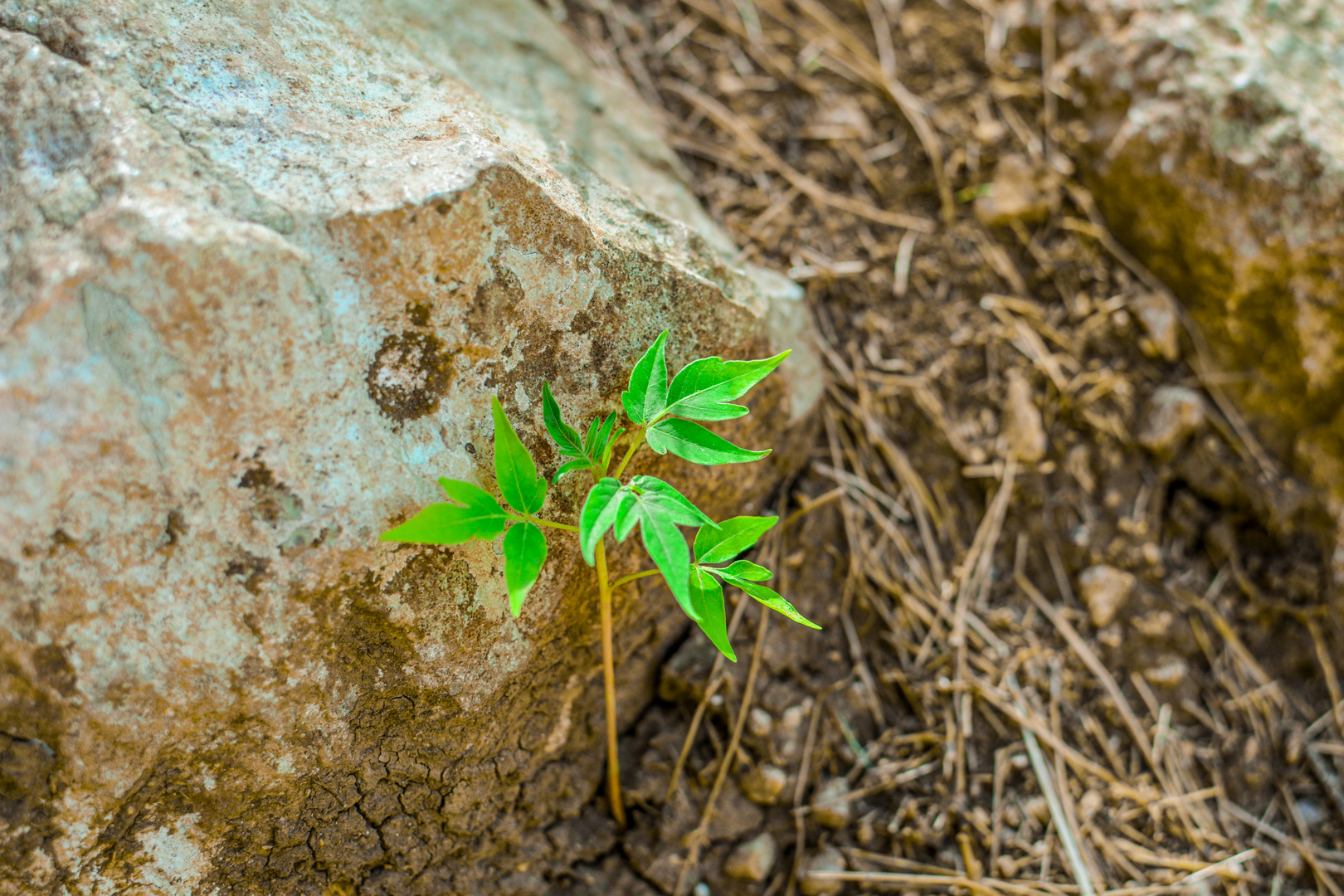 The Beginning of Nature