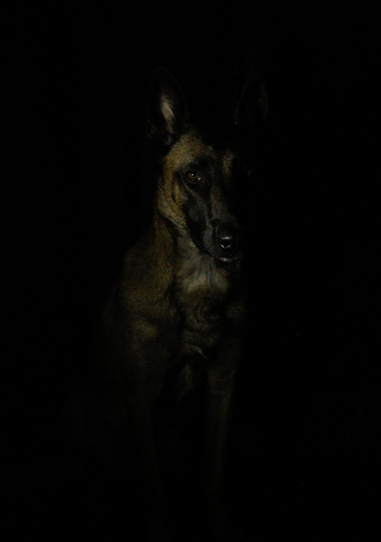 the Belgian Malinois