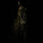 the Belgian Malinois