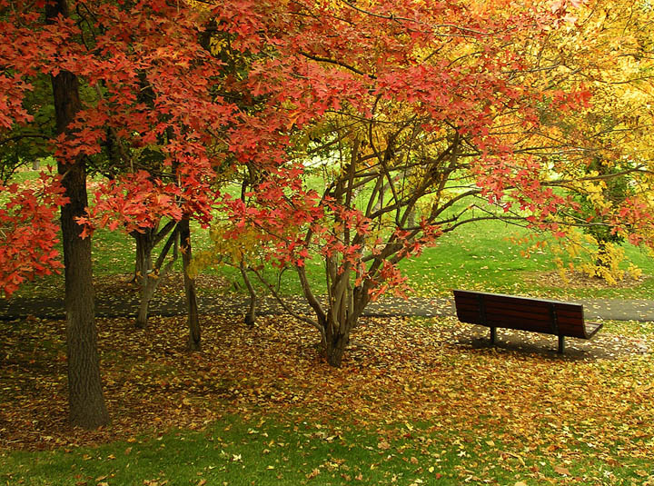 The Bench