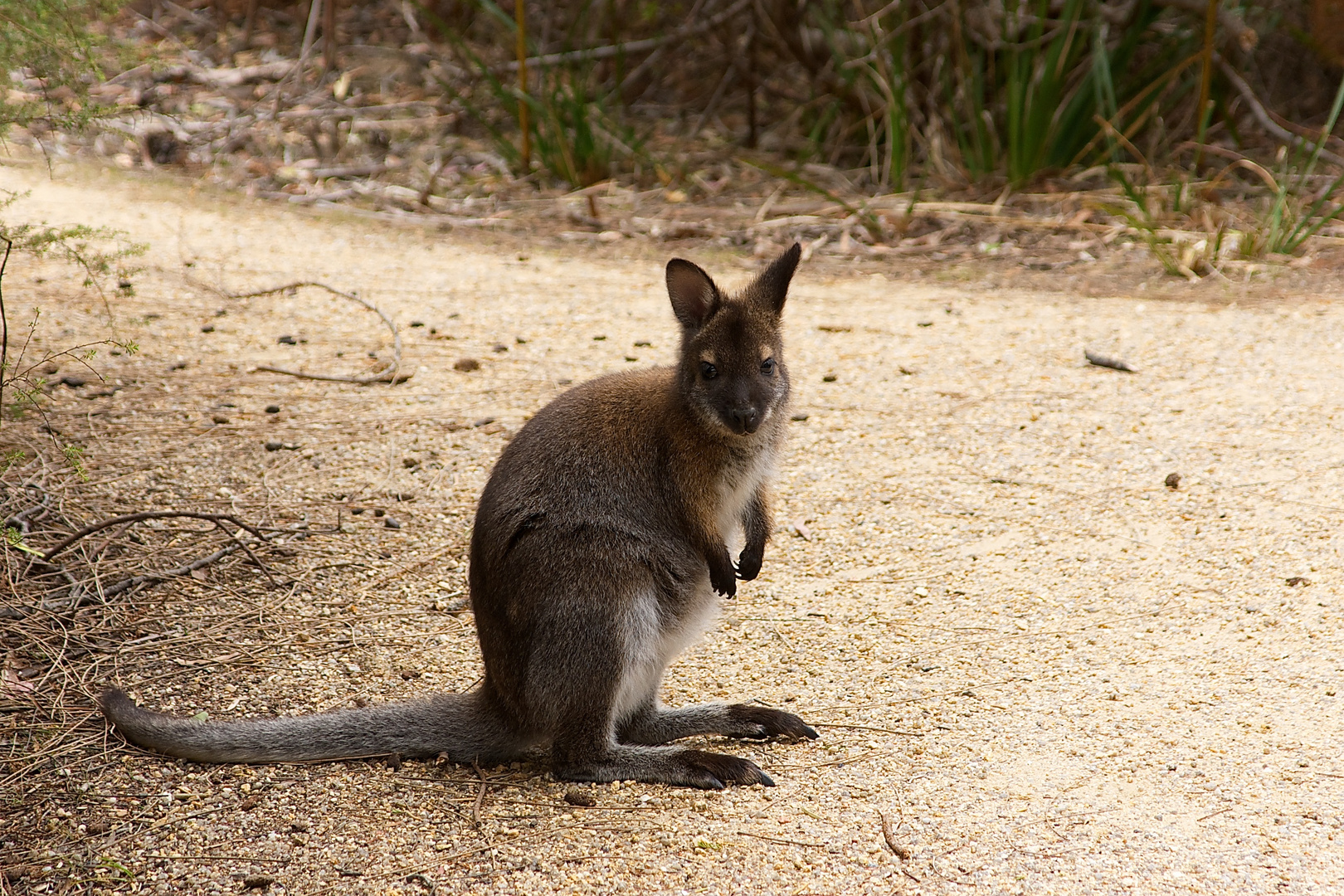 The Bennett's Wallaby