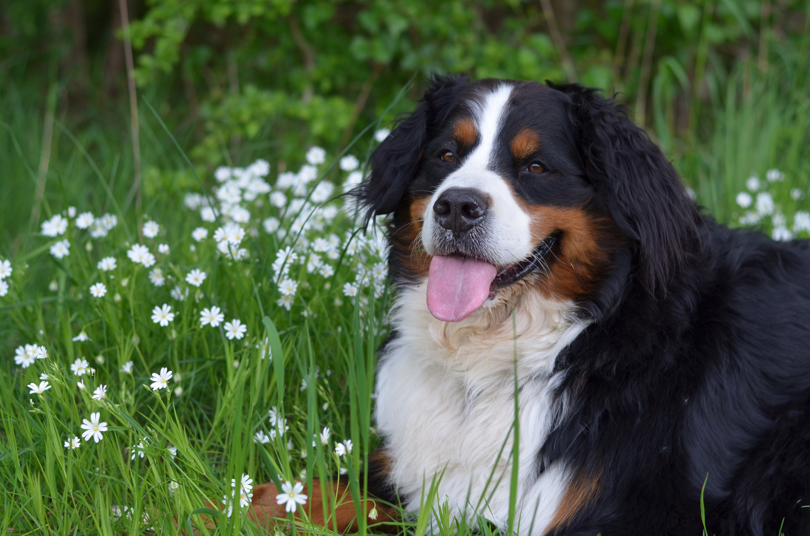 The Bernese mountain Dog