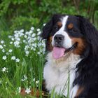 The Bernese mountain Dog