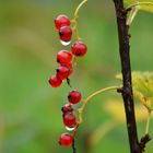 The berries after rain